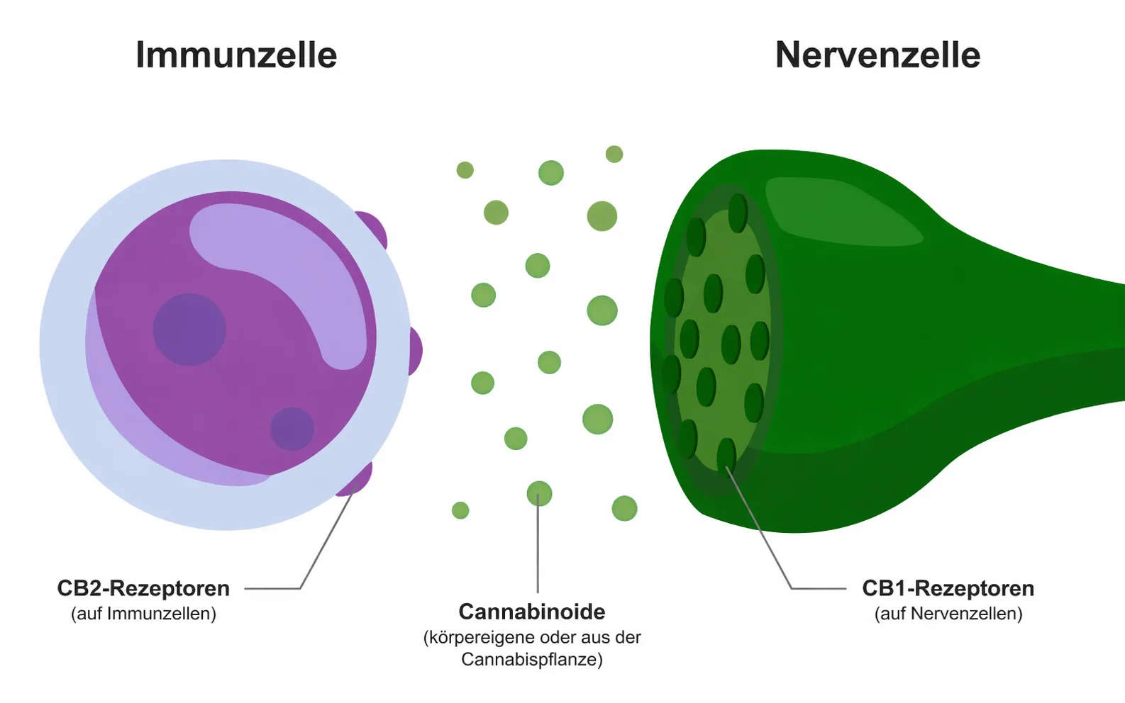 Cannabis Rezeptoren